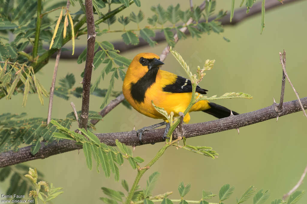 Yellow Orioleadult, identification