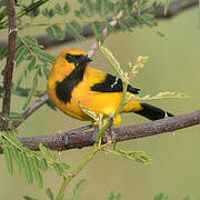 Oriole jaune