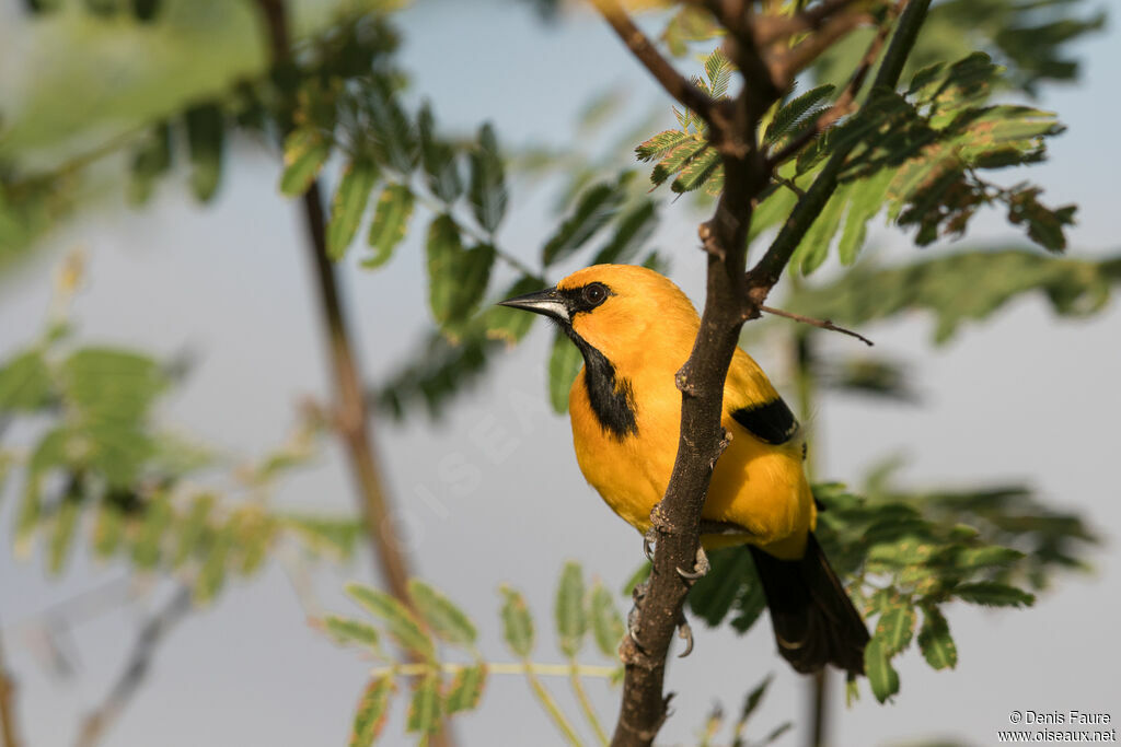 Yellow Oriole male adult