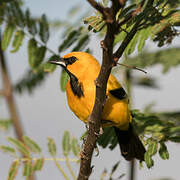 Yellow Oriole