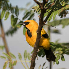 Oriole jaune