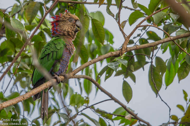 Red-fan Parrot male adult, identification