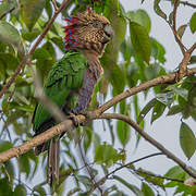 Red-fan Parrot