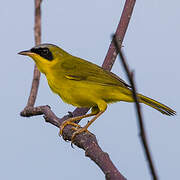 Masked Yellowthroat