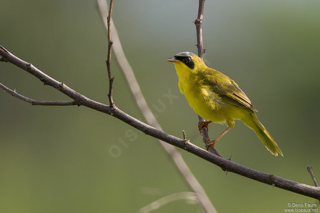 Masked Yellowthroat male adult