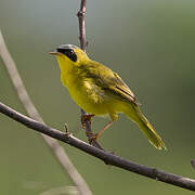 Masked Yellowthroat