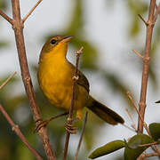 Masked Yellowthroat