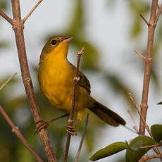 Paruline équatoriale