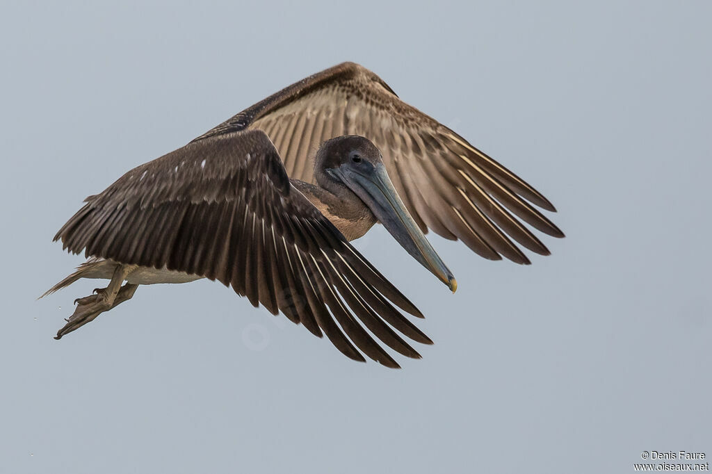 Brown Pelican