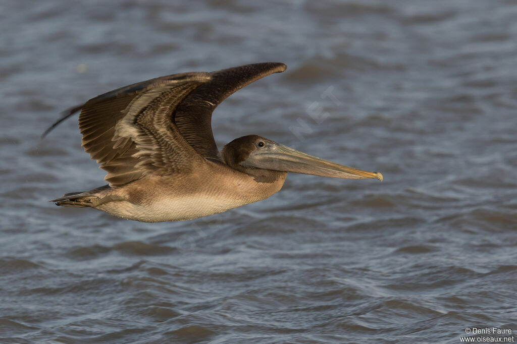 Pélican brunimmature