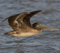 Brown Pelican