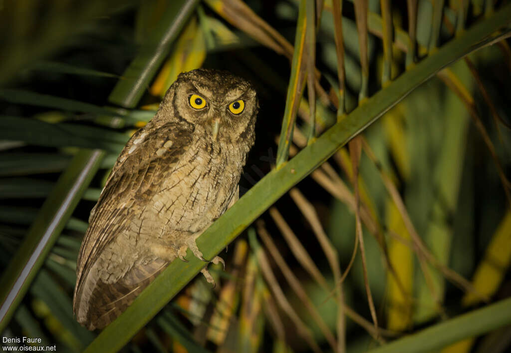 Tropical Screech Owladult