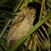 Tropical Screech Owl