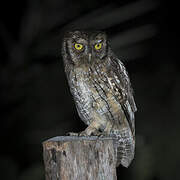 Tropical Screech Owl