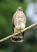 Broad-winged Hawk