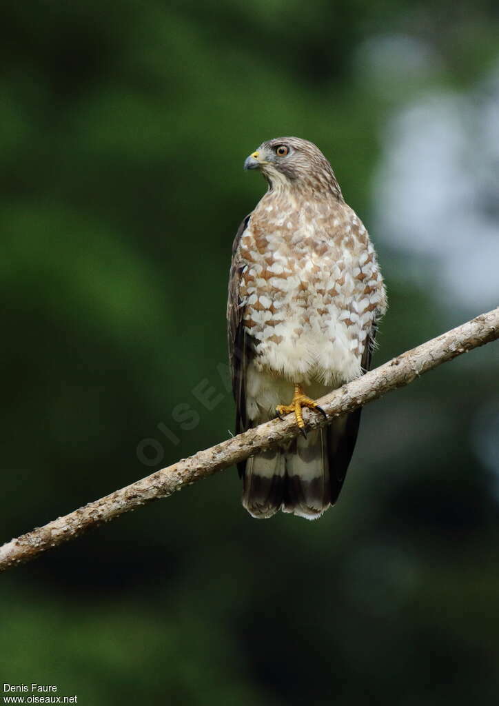 Broad-winged Hawkadult, identification