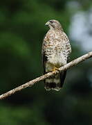 Broad-winged Hawk