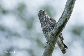 Broad-winged Hawk