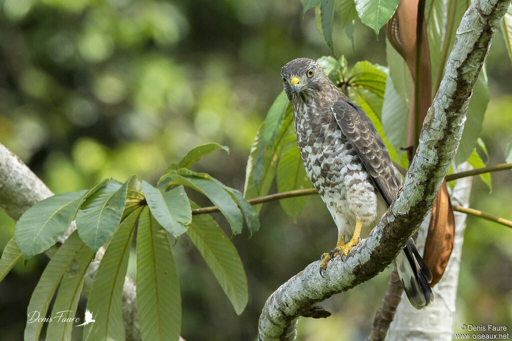 Broad-winged Hawk