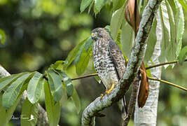 Broad-winged Hawk