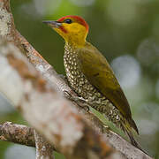 Yellow-throated Woodpecker