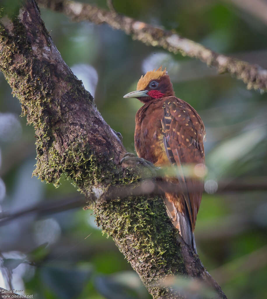 Chestnut Woodpecker male adult, identification