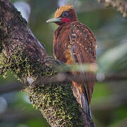 Chestnut Woodpecker