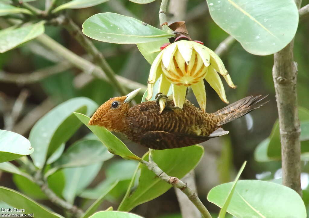 Pic ondé femelle adulte, identification