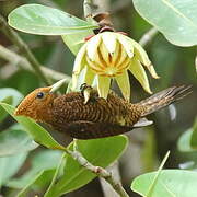 Waved Woodpecker