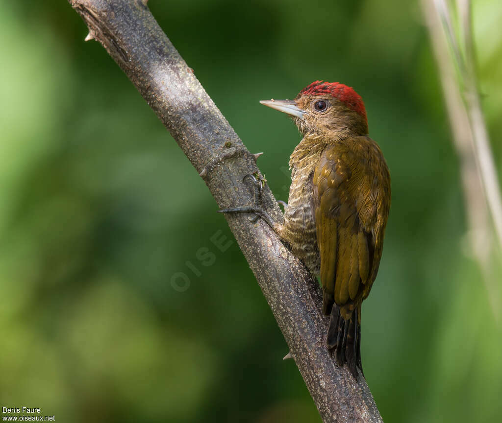 Little Woodpecker male adult, identification