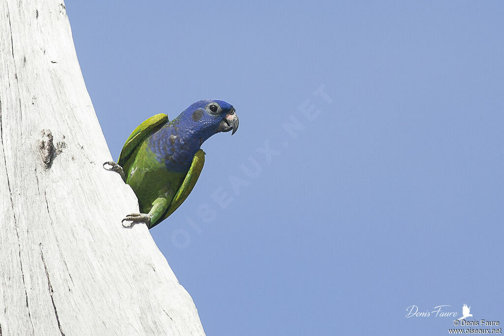 Blue-headed Parrotadult