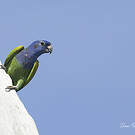 Pione à tête bleue