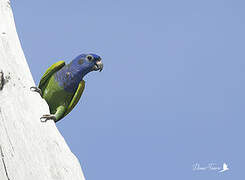 Blue-headed Parrot