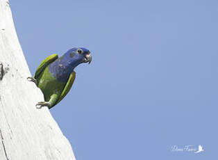 Pione à tête bleue