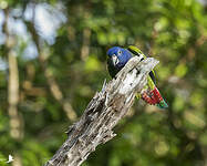 Pione à tête bleue