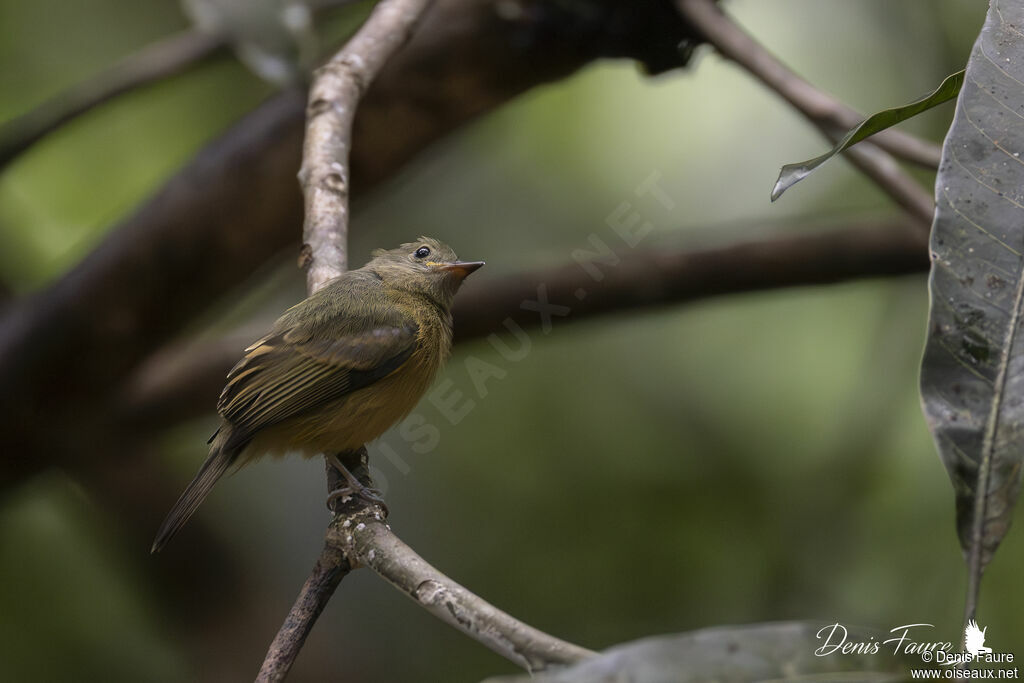 Pipromorphe roussâtre