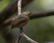 Pipromorphe roussâtre