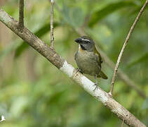 Buff-throated Saltator