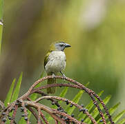 Buff-throated Saltator