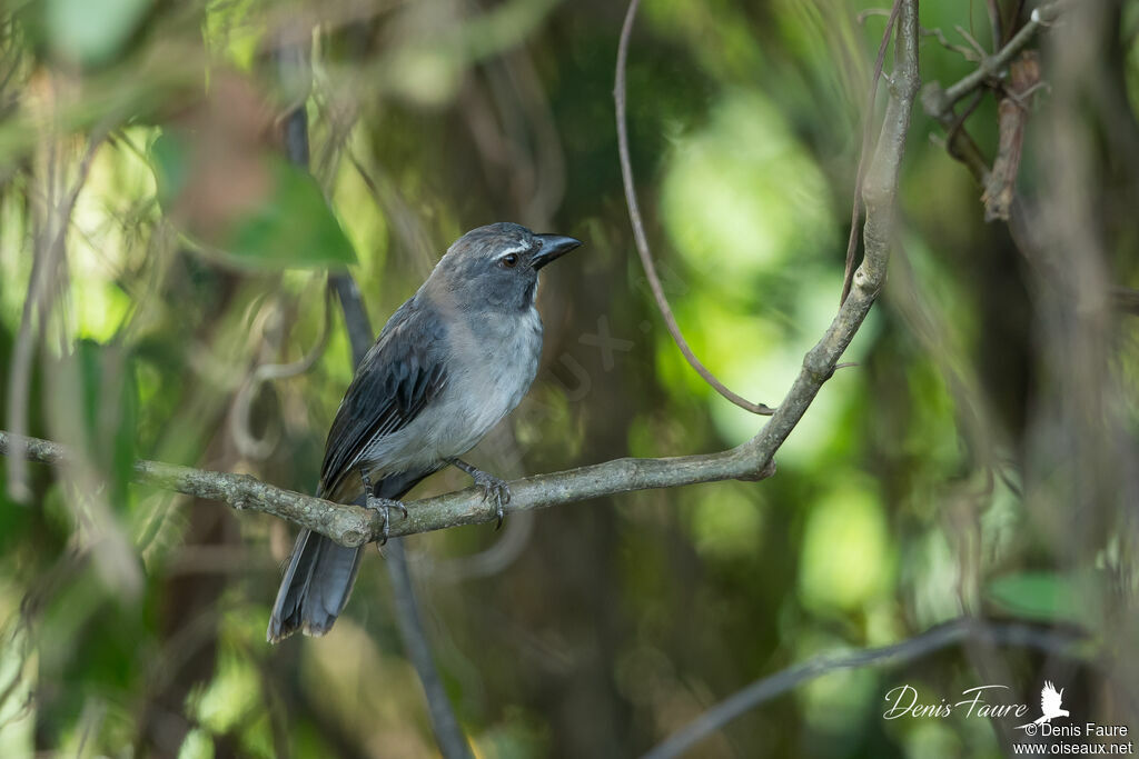 Saltator grisadulte