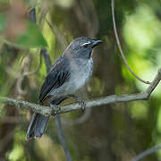 Bluish-grey Saltator