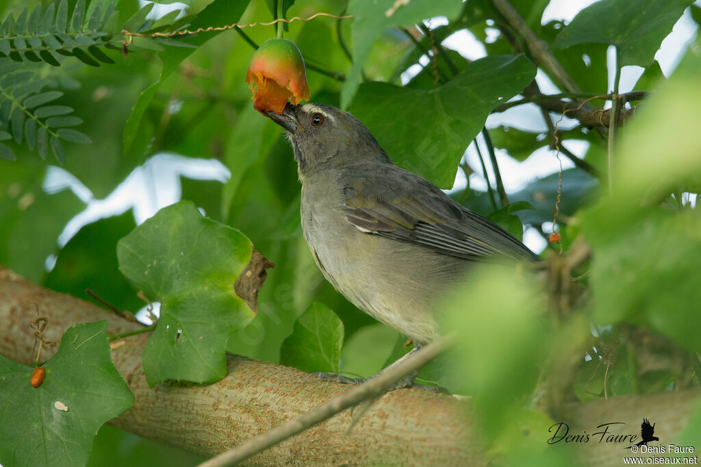 Bluish-grey Saltatoradult, eats