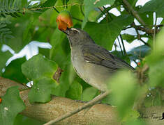 Bluish-grey Saltator