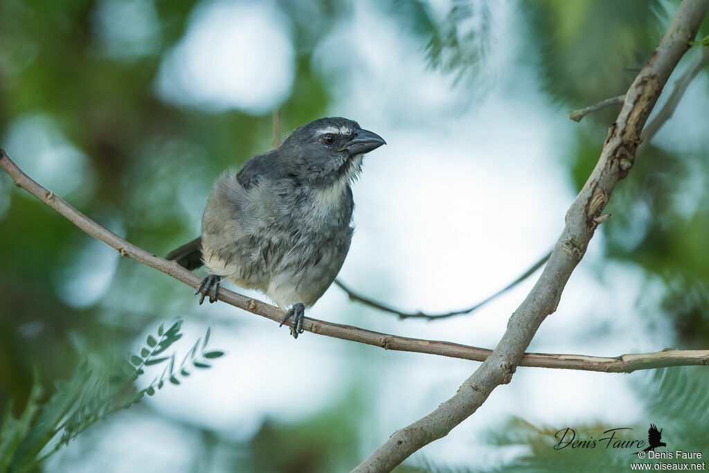 Saltator grisadulte