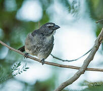 Bluish-grey Saltator