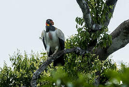 King Vulture