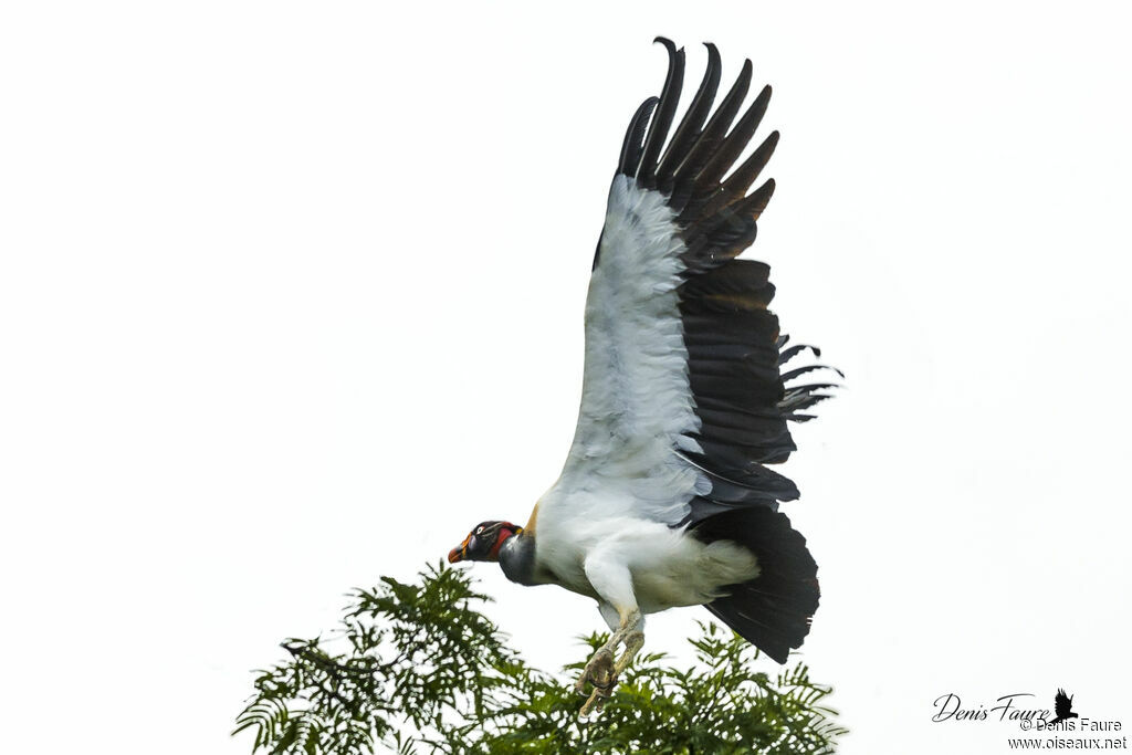 King Vulture