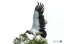 King Vulture