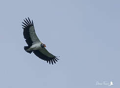 King Vulture