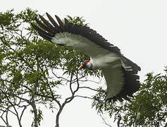 King Vulture